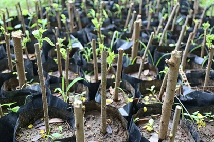 Hibiscus Moscheutos Cuttings – 7 Live Rose Mallow Hardy Hibiscus Starter Cuttings, Malvaceae Plant
