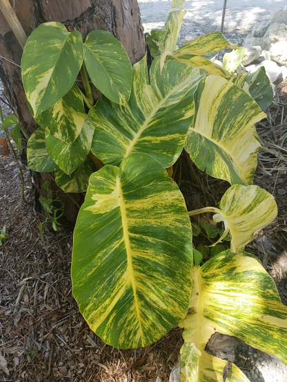 Variegated Golden Pothos Cutting – Hawaiian Epipremnum aureum 3 Node Unrooted Climbing Houseplant