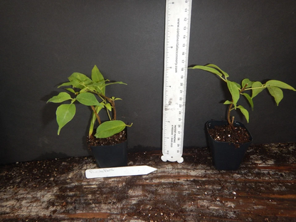 Florida Flame Vine Live Rooted Starter Plant – Phryostegia venusta Flowering Vine for Outdoor Growing
