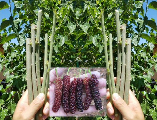 Pakistan Mulberry Live Cuttings – 10 Fresh Organic Mulberry Sticks for Rooting or Grafting, Morus Variety
