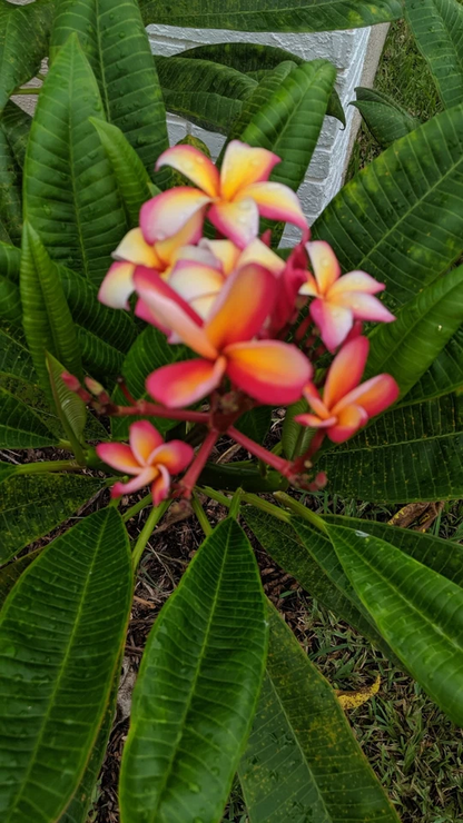 Plumeria Cutting 12 Inch Unrooted Frangipani Stem for Propagation, Tropical Flowering Plant Starter