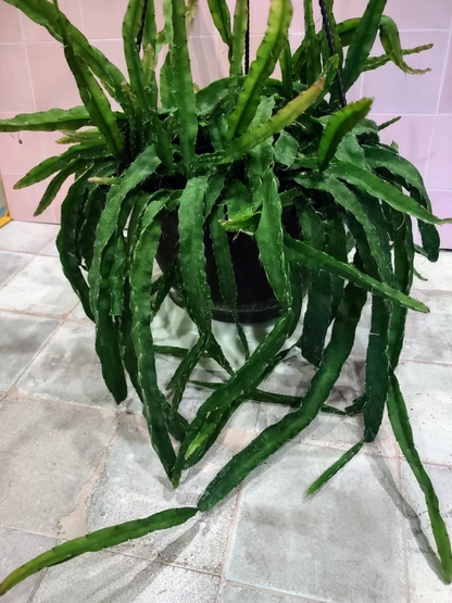 Hurricane Cactus Cutting – Unrooted Flat Form Lepismium Cruciforme Epiphytic Cactus for Propagation