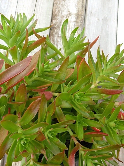 Crassula Capitella ‘Campfire’ Succulent Cuttings – 3 Unrooted Red Green Succulent Cuttings – Easy Care Plant