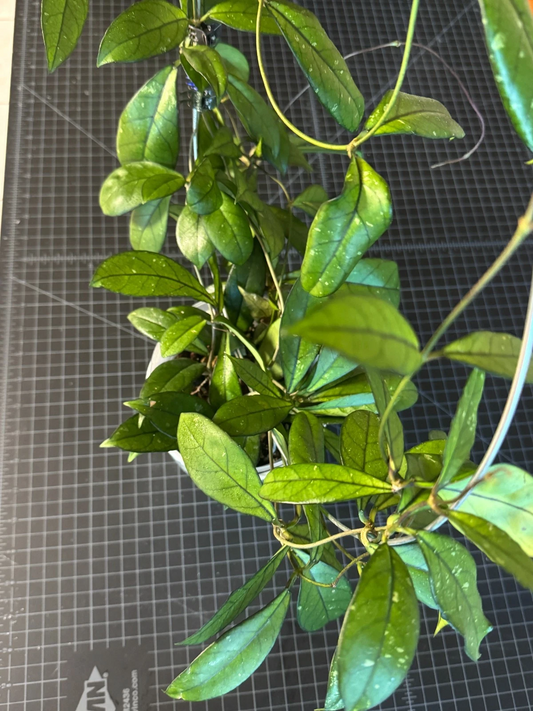 Hoya Crassipetiolata One Node Cutting – Live Unrooted Hoya Houseplant Cutting for Propagation