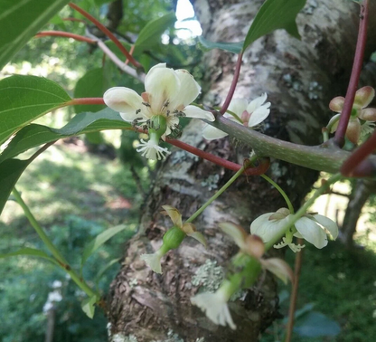 Hardy Arctic Kiwi Vine Cuttings Actinidia arguta Anna Female, Seedless Fruit Variety, 6 Unrooted Cuttings
