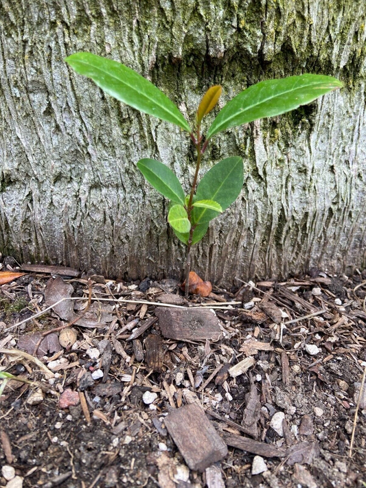 Carolina Cherry Laurel Seedlings – 5 Live Prunus caroliniana Plants, Rooted Starters for Hedge or Landscape