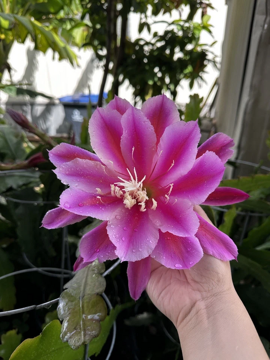Purple Orchid Cactus Cuttings – 2 Epiphyllum oxypetalum Type Plant Segments for Planting or Propagation