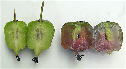 Hardy Arctic Kiwi Cuttings – 6 Anna FEMALE Actinidia arguta Seedless Vine Cuttings for Propagation