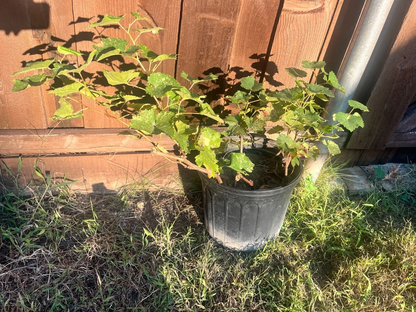 Kyoho Grape Plants – 2 Live Vitis Grape Plants with Established Roots, Outdoor Fruit Vine Starter