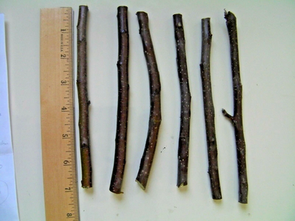 Celeste Fig Tree Cuttings – 40 Live Ficus carica ‘Celeste’ Cuttings, Cold Hardy Fig for Planting