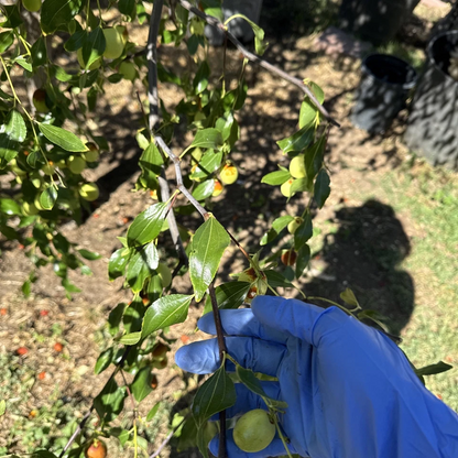 Sugarcane Jujube Scions – 3 Fresh 8" Cuttings for Grafting or Budding, Ziziphus jujuba Fruit Tree Variety