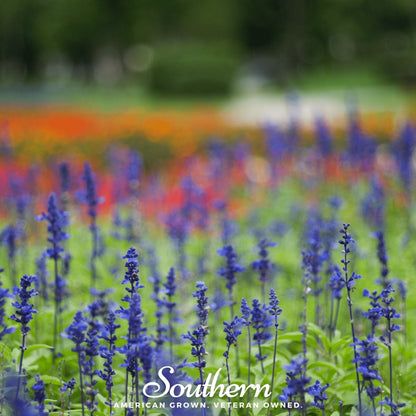 Blue Sage – 100 Seeds