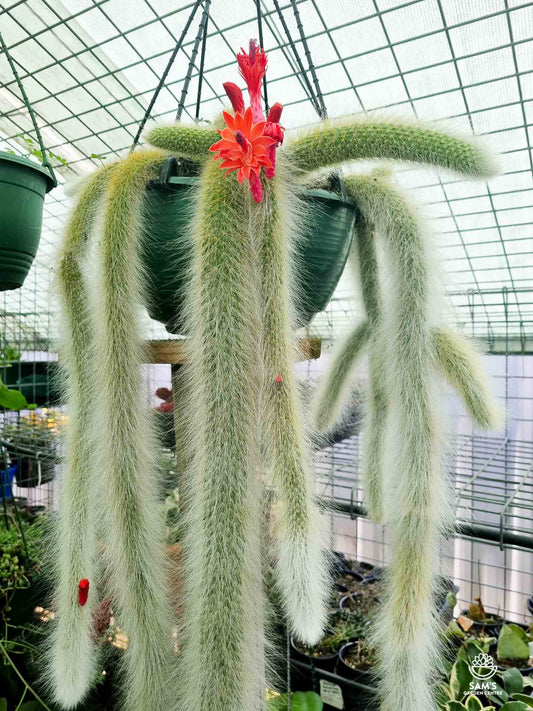 Monkey Tail Cactus Cutting 5” | Hildewintera colademononis | Rare Succulent Plant | Unrooted Live Cutting | Fuzzy Hanging Cactus
