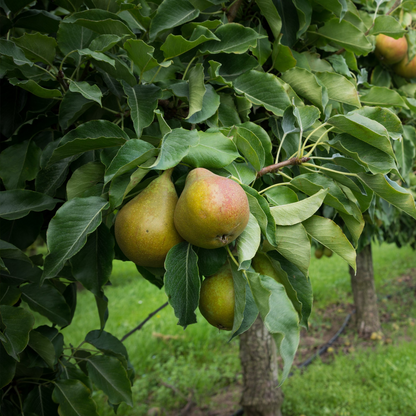 8 Kieffer Pear Scion Wood Cutting - 10-12", Pyrus calleryana, Hardy Fruit Tree, Ideal for Rooting or Grafting, Fruit Tree Propagation