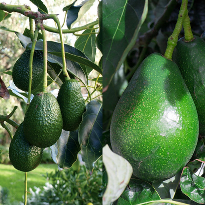 4 Pcs Combo Scions Bacon & Fuerte Avocado Tree Unrooted Cuttings, 2 PCS of Each Variety, Grafting, Home Garden, Fruit Tree, Grow Avocados