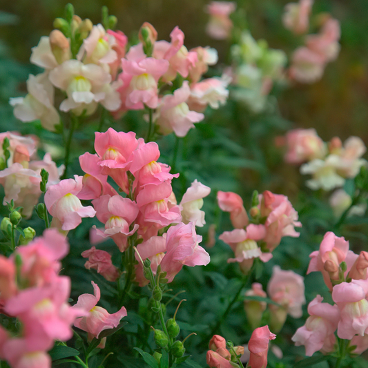 Costa Light Rose II Snapdragon Seeds (Antirrhinum majus) | 1000+ Seeds | Soft Rose-Pink Blooms for Garden & Cut Flowers