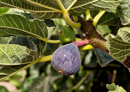 Black Madeira Fig Cuttings - 2 Live Cuttings, Ficus carica, Includes Willow Water