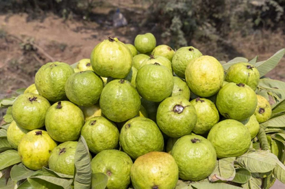 3 Guava Unrooted Cuttings 4-5" | Psidium Guajava | Tropical Fruit Tree, Guava Plant Propagation