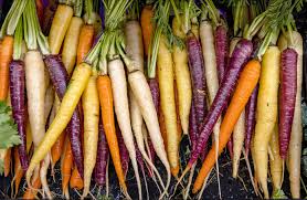 500 Rainbow Carrot Seeds | Colorful Daucus carota Blend | Grow Purple, Yellow, Orange & White Carrots | Heirloom Garden Favorite