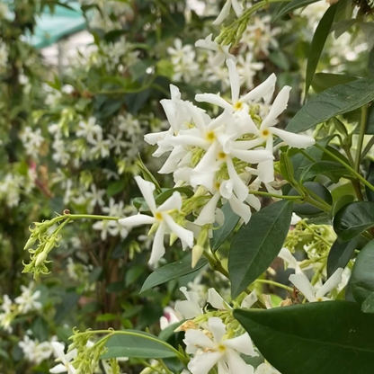 Star Jasmine Plant (Trachelospermum jasminoides) - 1 Rooted Stem, 8-12 Inches Tall