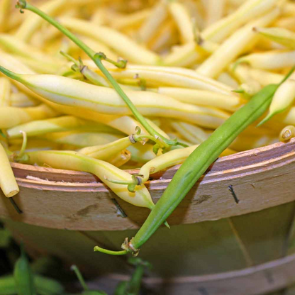 50+ Golden Wax Bean Seeds | Phaseolus vulgaris | Non-GMO Yellow Bush Beans for Garden Harvests | Tender, Crisp & Easy to Grow