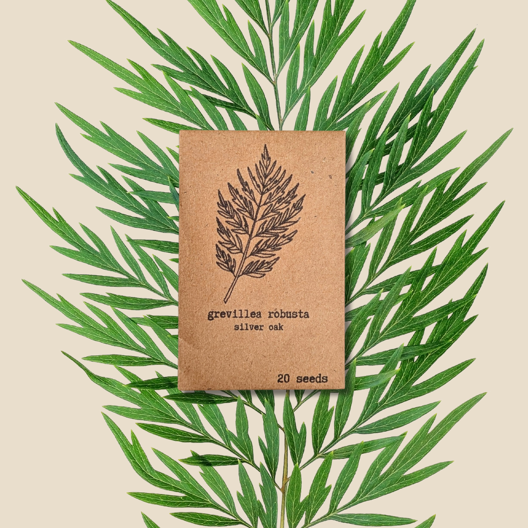 Grevillea Robusta 'Silver Oak' Seeds