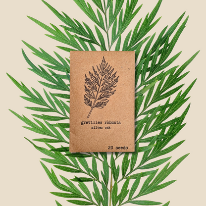 Grevillea Robusta 'Silver Oak' Seeds