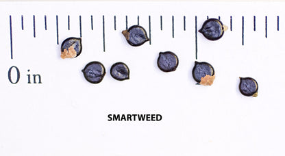 Creeping Smartweed™ — Low-Growing, Native Groundcover with Pink Blooms & Pollinator Friendly