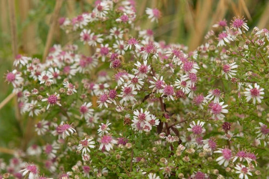 Symphyotrichum Lateriflorum Seeds (100) Calico Aster – Native Perennial Wildflower, White & Purple Blooms, Pollinator Plant