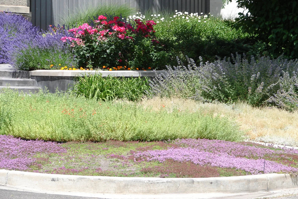 Thyme for a Change - Red Creeping Thyme Seed