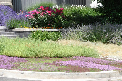 Thyme for a Change - Red Creeping Thyme Seed