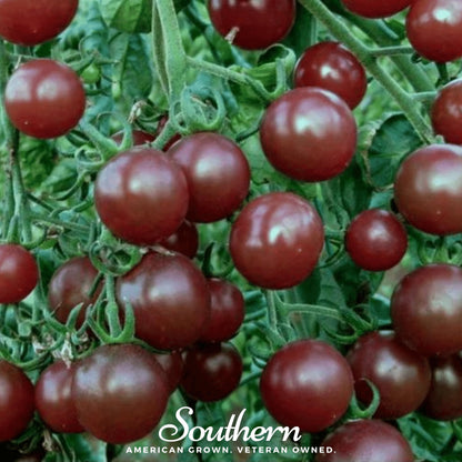 Chocolate Cherry Tomato – 25 Seeds