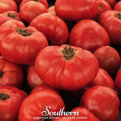 VR Moscow Tomato – 50 Seeds