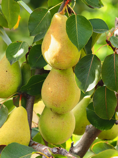 8 Kieffer Pear Scion Wood Cutting - 10-12", Pyrus calleryana, Hardy Fruit Tree, Ideal for Rooting or Grafting, Fruit Tree Propagation