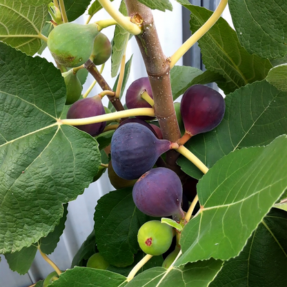 10 Chicago Hardy Fig Tree Scion Cuttings - Ficus carica Unrooted 10-12” for Rooting or Grafting - Cold-Hardy Fruit Variety