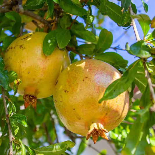 10 Rare Organic White Pomegranate Cuttings – Unrooted – Punica granatum – Easy Propagation – Unique Fruit Plant Starter