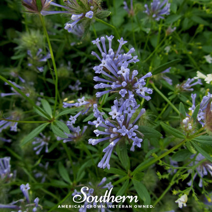 Blue Woodruff – 50 Seeds