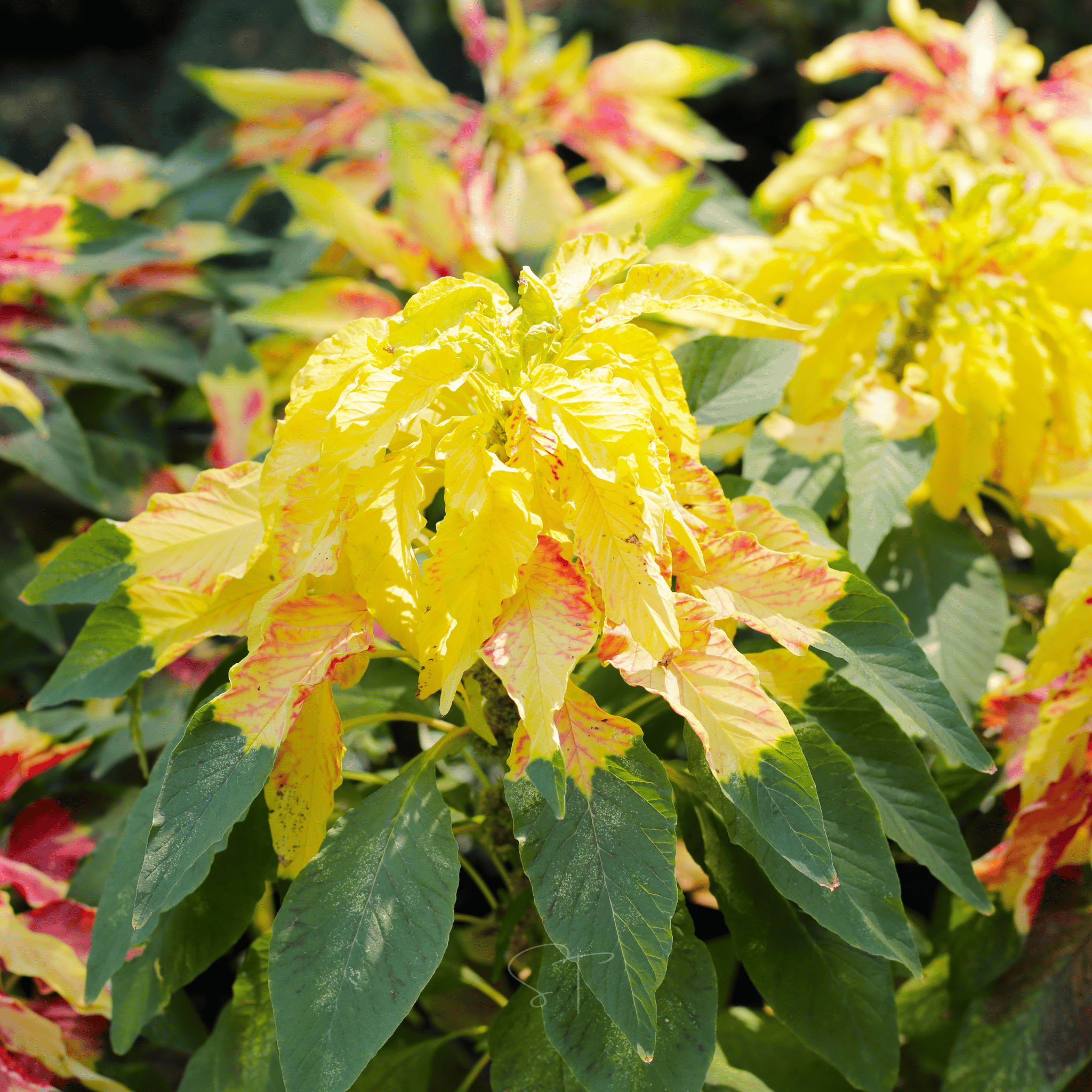 Yellow Amaranth – 100 Seeds – Garden World