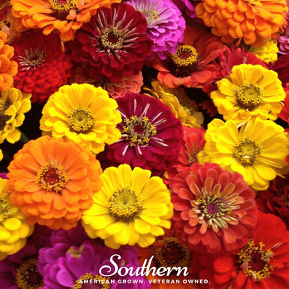 California Giants Zinnia – 100 Seeds